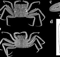 Image result for Ilyograpsus paludicola Klasse. Size: 195 x 185. Source: www.researchgate.net