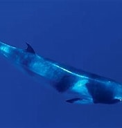Afbeeldingsresultaten voor Dwergvinvis Klasse. Grootte: 176 x 185. Bron: diertjevandedag.be