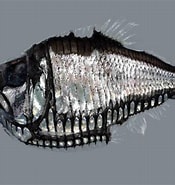 Image result for "argyropelecus Gigas". Size: 175 x 185. Source: fishesofaustralia.net.au