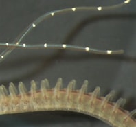 Afbeeldingsresultaten voor "polydora Paucibranchiata". Grootte: 198 x 185. Bron: www.researchgate.net
