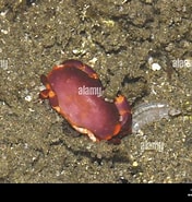 Afbeeldingsresultaten voor Liomera. Grootte: 176 x 185. Bron: www.alamy.com