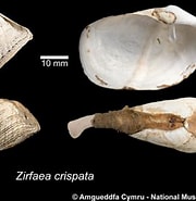 Afbeeldingsresultaten voor "zirfaea Crispata". Grootte: 180 x 185. Bron: naturalhistory.museumwales.ac.uk