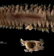 Afbeeldingsresultaten voor Nephtys incisa Geslacht. Grootte: 176 x 185. Bron: waarneming.nl