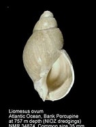 Image result for "liomesus Ovum". Size: 141 x 185. Source: www.marinespecies.org