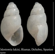 Image result for "odostomia Lukisii". Size: 189 x 185. Source: www.marinespecies.org