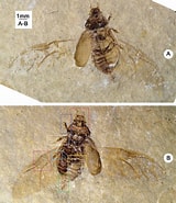 Image result for Aniptumnus quadridentatus. Size: 160 x 185. Source: www.researchgate.net