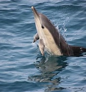 Afbeeldingsresultaten voor Gewone dolfijn Stam. Grootte: 174 x 185. Bron: www.firmm.org