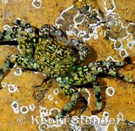 Image result for "pachygrapsus Plicatus". Size: 191 x 141. Source: www.marinelifephotography.com