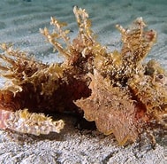 Image result for Scorpaenoidei. Size: 189 x 185. Source: www.picture-worl.org