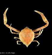 Image result for "myra Affinis". Size: 176 x 185. Source: www.crustaceology.com