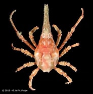 Image result for "xenocarcinus Conicus". Size: 184 x 185. Source: www.crustaceology.com