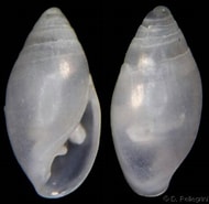 Image result for Auriculinella. Size: 190 x 185. Source: www.gastropods.com
