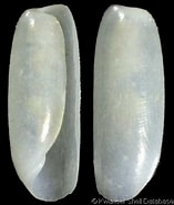 Image result for "cylichna Cylindracea". Size: 157 x 185. Source: www.gastropods.com