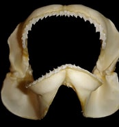 Image result for "furgaleus Macki". Size: 174 x 185. Source: shark-references.com