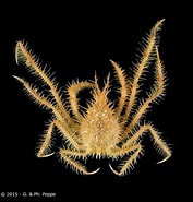Image result for Achaeus trituberculatus Stam. Size: 177 x 185. Source: www.crustaceology.com