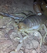 Image result for "paraugaptilus Buchani". Size: 165 x 185. Source: scorpionforum.darkbb.com