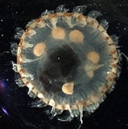 Image result for "atolla Vanhoeffeni". Size: 183 x 185. Source: www.marinespecies.org