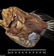 Image result for "caulophryne Polynema". Size: 179 x 185. Source: www.gbif.org