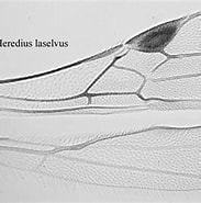 Image result for Vellodius Etisoides geslacht. Size: 183 x 185. Source: doryctinaekey.myspecies.info