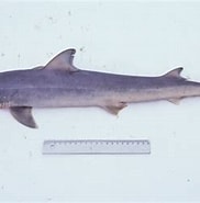 Image result for "hypogaleus Hyugaensis". Size: 182 x 181. Source: www.inaturalist.org
