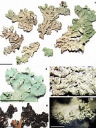 Image result for Pseudochirella pustulifera Klasse. Size: 139 x 185. Source: www.researchgate.net