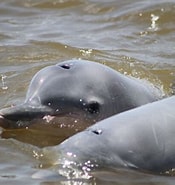 Afbeeldingsresultaten voor Dolfijn Suriname. Grootte: 175 x 185. Bron: cardyadventures.com