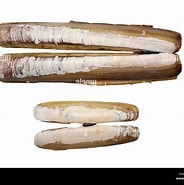 Afbeeldingsresultaten voor "ensis Arcuatus". Grootte: 184 x 185. Bron: www.alamy.com