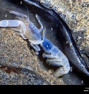 Afbeeldingsresultaten voor "callianassa Californiensis". Grootte: 175 x 185. Bron: www.alamy.com