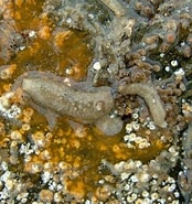 Image result for "pseudosuberites Sulphureus". Size: 174 x 185. Source: www.aphotomarine.com