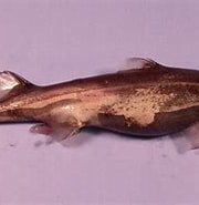 Afbeeldingsresultaten voor "etmopterus Virens". Grootte: 180 x 140. Bron: www.sharkwater.com