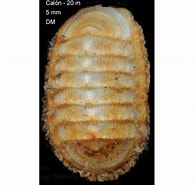 Afbeeldingsresultaten voor Lepidopleurida. Grootte: 194 x 185. Bron: lifecatalog.ru