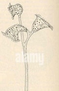 Image result for "zoothamnium Elegans". Size: 120 x 185. Source: www.alamy.com