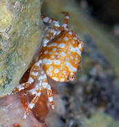 Image result for Xanthias latifrons Familie. Size: 173 x 185. Source: www.hawaiisfishes.com