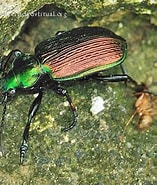 Image result for "calamyzas Amphictenicola". Size: 157 x 185. Source: www.biodiversidadvirtual.org