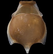 Image result for "cavolinia tridentata Danae". Size: 182 x 185. Source: www.rnz.co.nz
