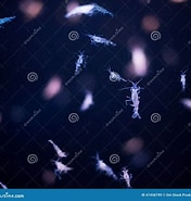 Image result for "Hyperia macrocephala". Size: 176 x 185. Source: www.dreamstime.com