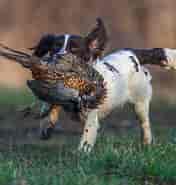 Bildresultat för World Dansk Fritid Husdyr hunde racer Apporterende Jagthunde Engelsk springer spaniel. Storlek: 176 x 185. Källa: www.netnatur.dk