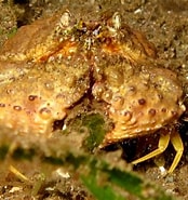 Image result for "calappa Gallus". Size: 174 x 185. Source: reefguide.org