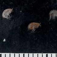 Image result for "amphilochoides Serratipes". Size: 186 x 185. Source: invertebrate.w.uib.no