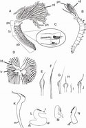 Afbeeldingsresultaten voor Fabriciola BALTICA Klasse. Grootte: 125 x 185. Bron: graellsia.revistas.csic.es