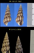 Image result for Epitonium clathrum. Size: 121 x 185. Source: bishogai.com