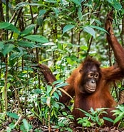 Image result for Borneo Kathai. Size: 174 x 185. Source: www.qantas.com.au