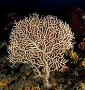 Image result for Eunicella verrucosa Phylum. Size: 175 x 185. Source: www.biologiamarina.org