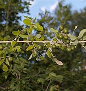 Image result for ストリキニーネ 植物. Size: 175 x 185. Source: www.istockphoto.com