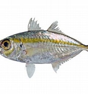 Image result for "selar Boops". Size: 174 x 185. Source: fishesofaustralia.net.au