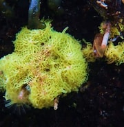 Image result for Clathrina Cribrata Stam. Size: 180 x 185. Source: spongeguide.uncw.edu