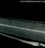 Image result for "avocettina Infans". Size: 174 x 185. Source: fishesofaustralia.net.au