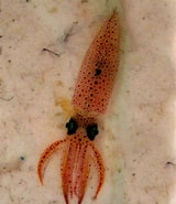 Image result for "alloteuthis Medius". Size: 160 x 185. Source: www.naturamediterraneo.com