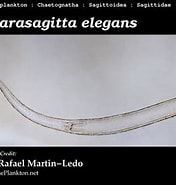 Afbeeldingsresultaten voor Parasagitta elegans. Grootte: 176 x 185. Bron: www.st.nmfs.noaa.gov