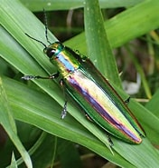 Image result for タマムシ 一覧. Size: 176 x 185. Source: www.nature-engineer.com